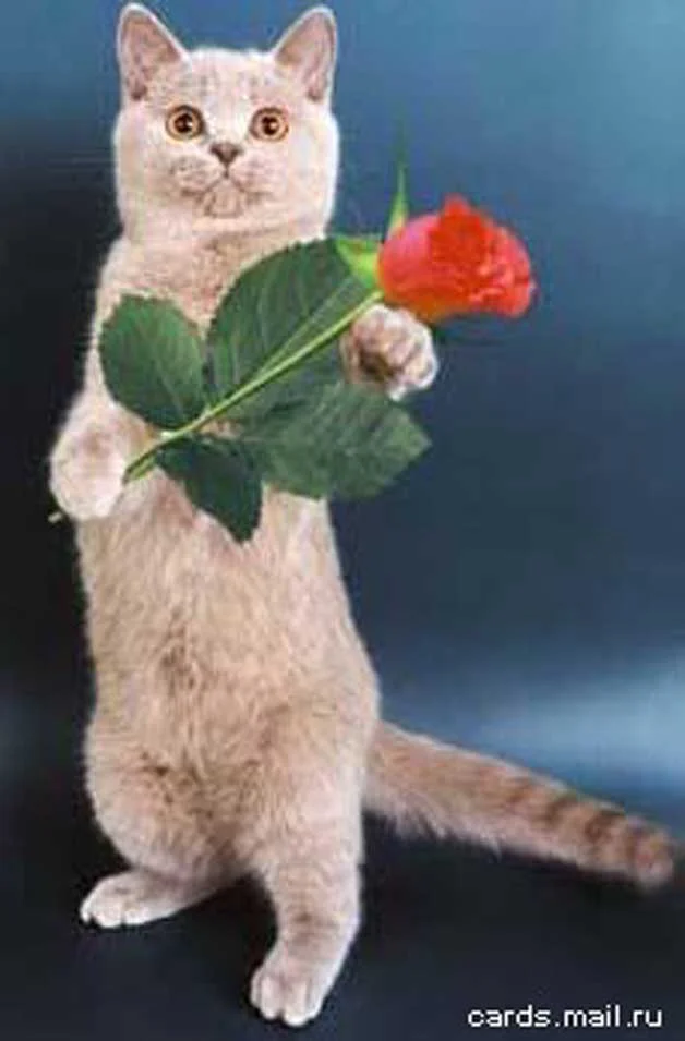 Поговорим о кошках43