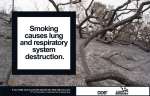 Smoking causes lung and respiratory system destruction.