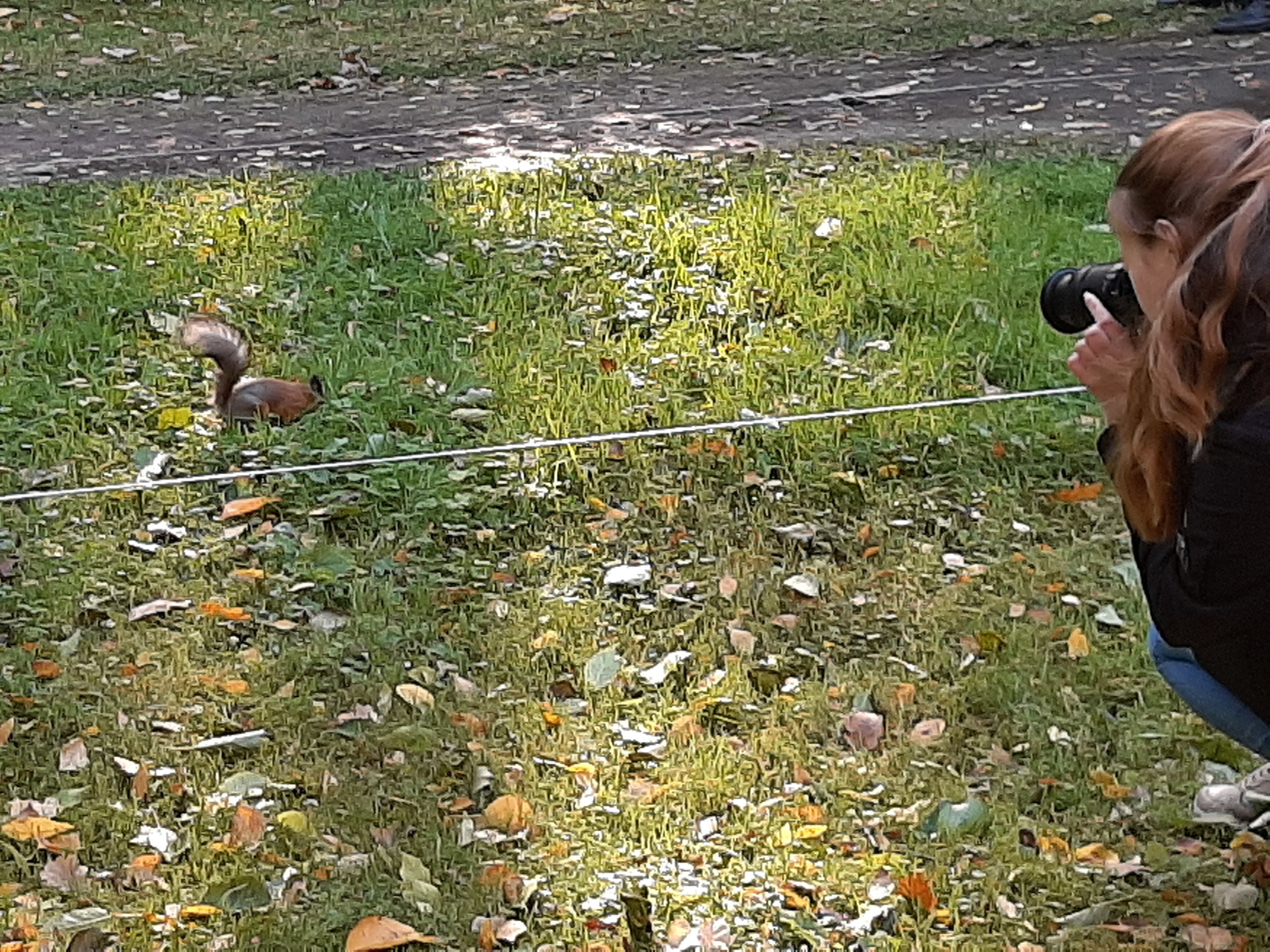 00160-мангусты.jpg 00160-мангусты.jpg