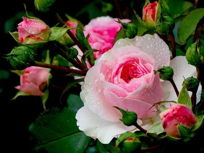 004.webp