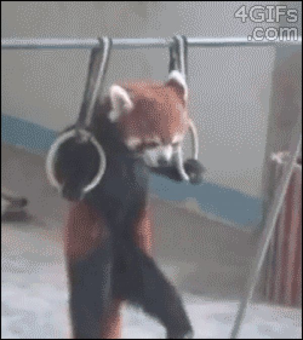 00cbfaeed66cff9351a4487b6b05f569-this-red-panda-wants-to-know-if-you-even-lift.jpg