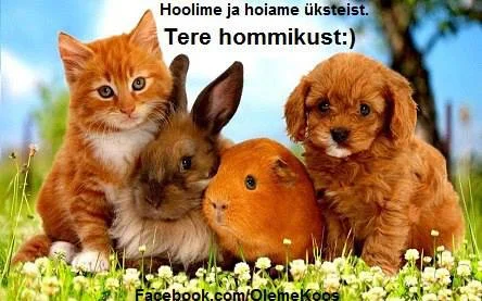 01.Tere-hommikust.webp