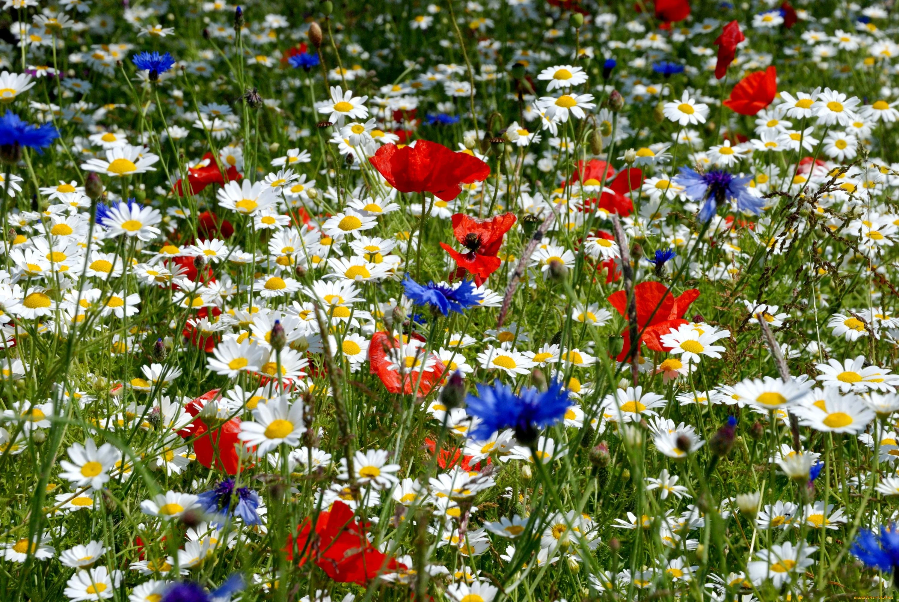 014.webp