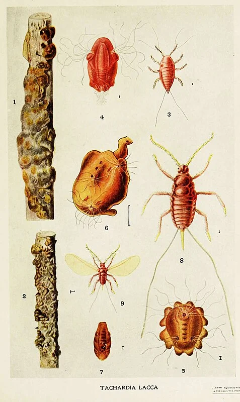 02-Indian-Insect-Life_-_Harold_Maxwell-Lefroy_-_Kerria-Lacca.webp