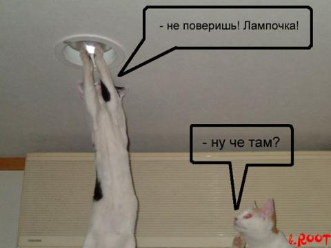 030_cats_29-tn2.jpg