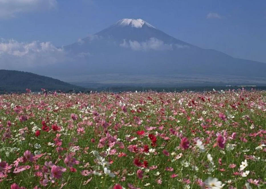 03166524.webp