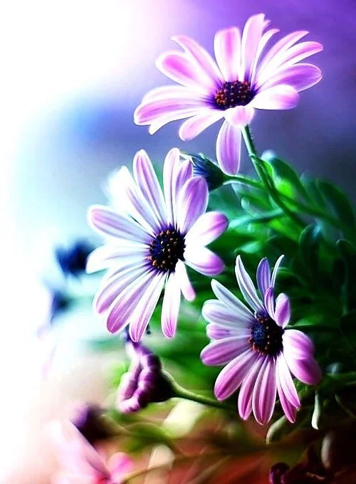 089.webp