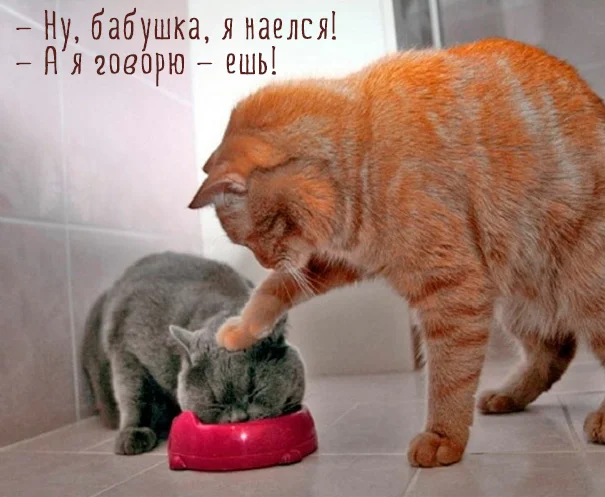 0_121c52_40f90125_orig (1).webp