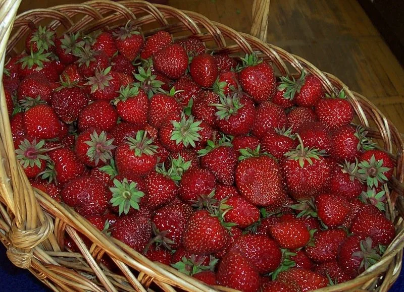 0_490fb_2d857229_xl.webp