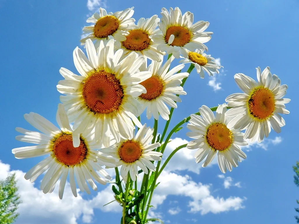 0_799f9_6ade74da_XXL.webp