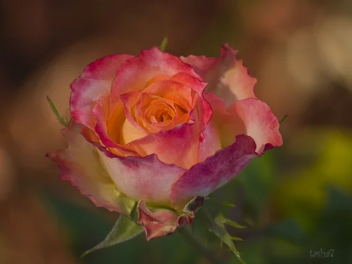 0_STATIC790c7_a7d30cec_L.webp