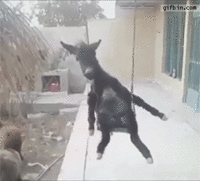 0dc2d72a7e113a5de47086d3e3d15850_w200.gif