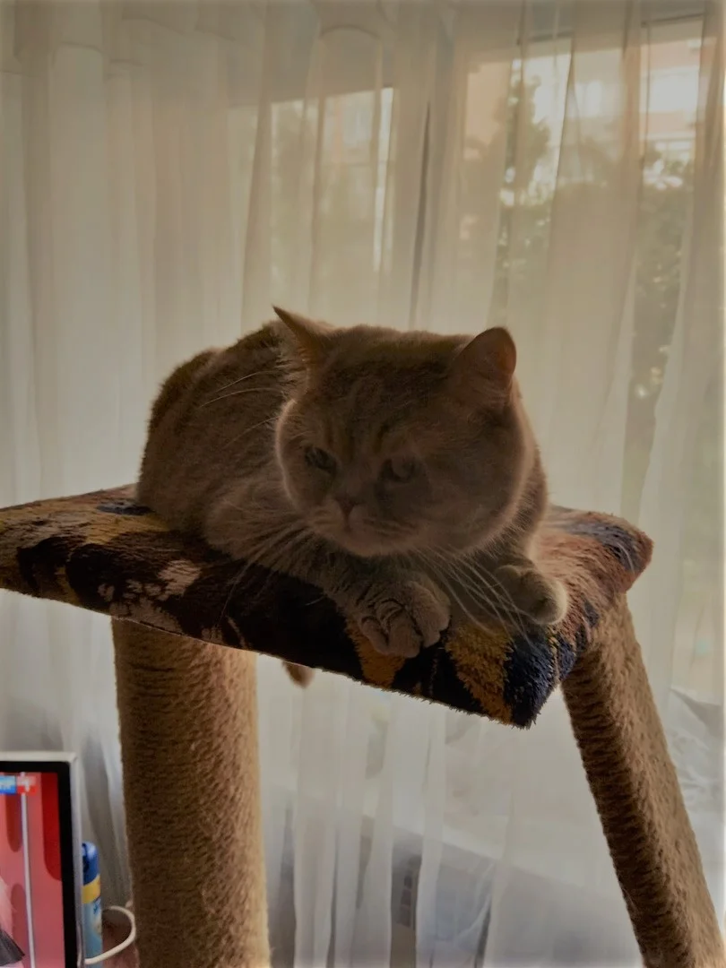 0U0zhH6lErk (2).webp