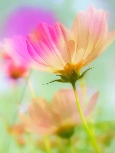 0wZm6iA8434.webp