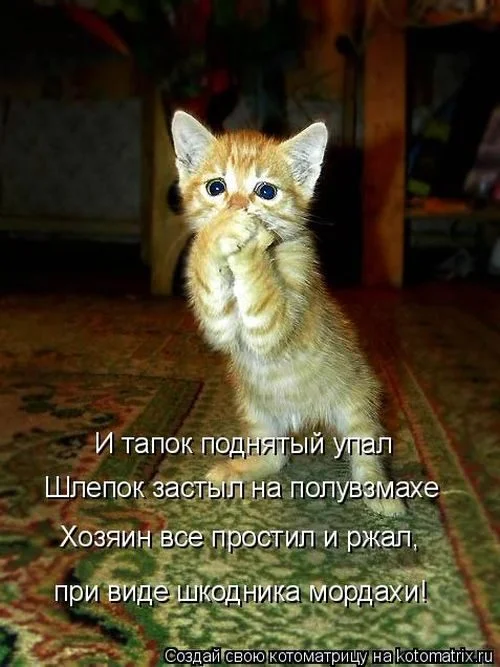 10-мордаха-шкодника.webp