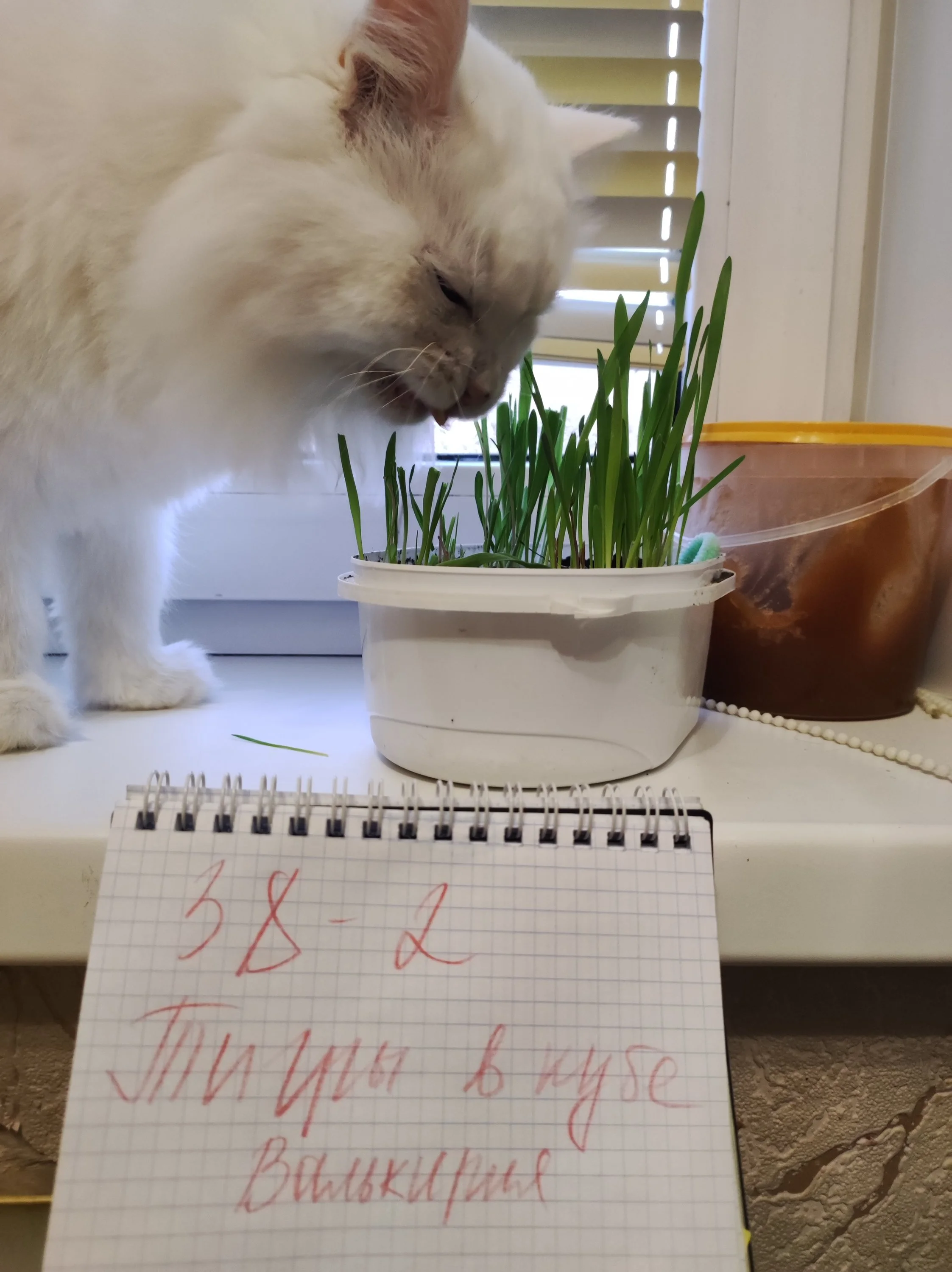 10 саша валькирия.webp