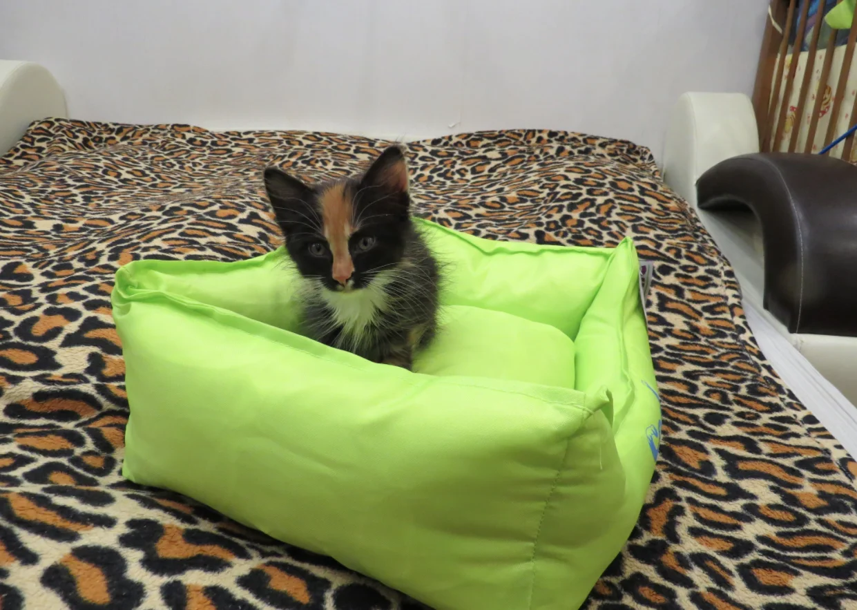 10. Трехцветыш на счастье-2.png