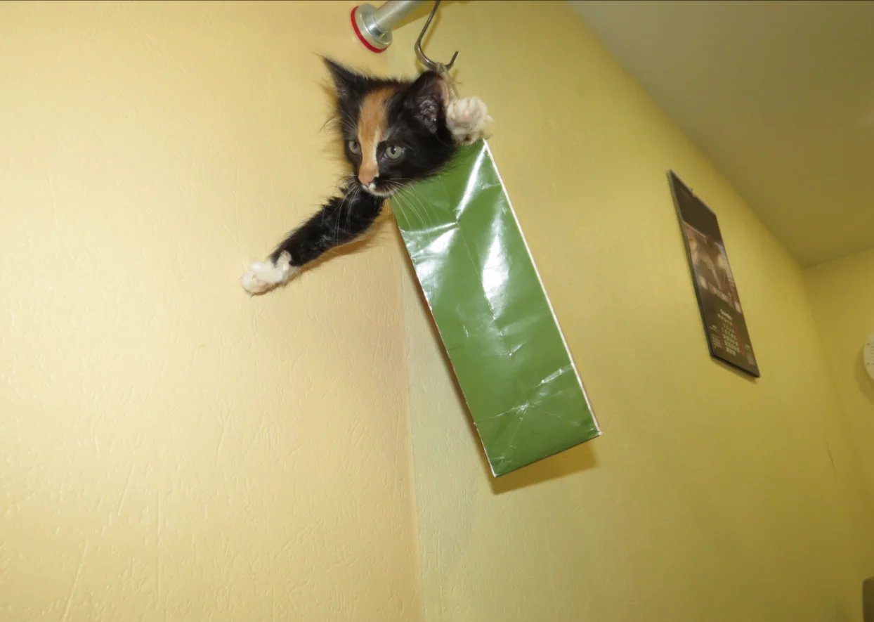 10. Трехцветыш на счастье-3.png