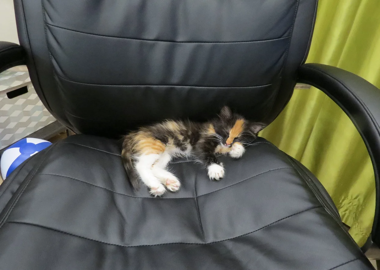 10. Трехцветыш на счастье.png