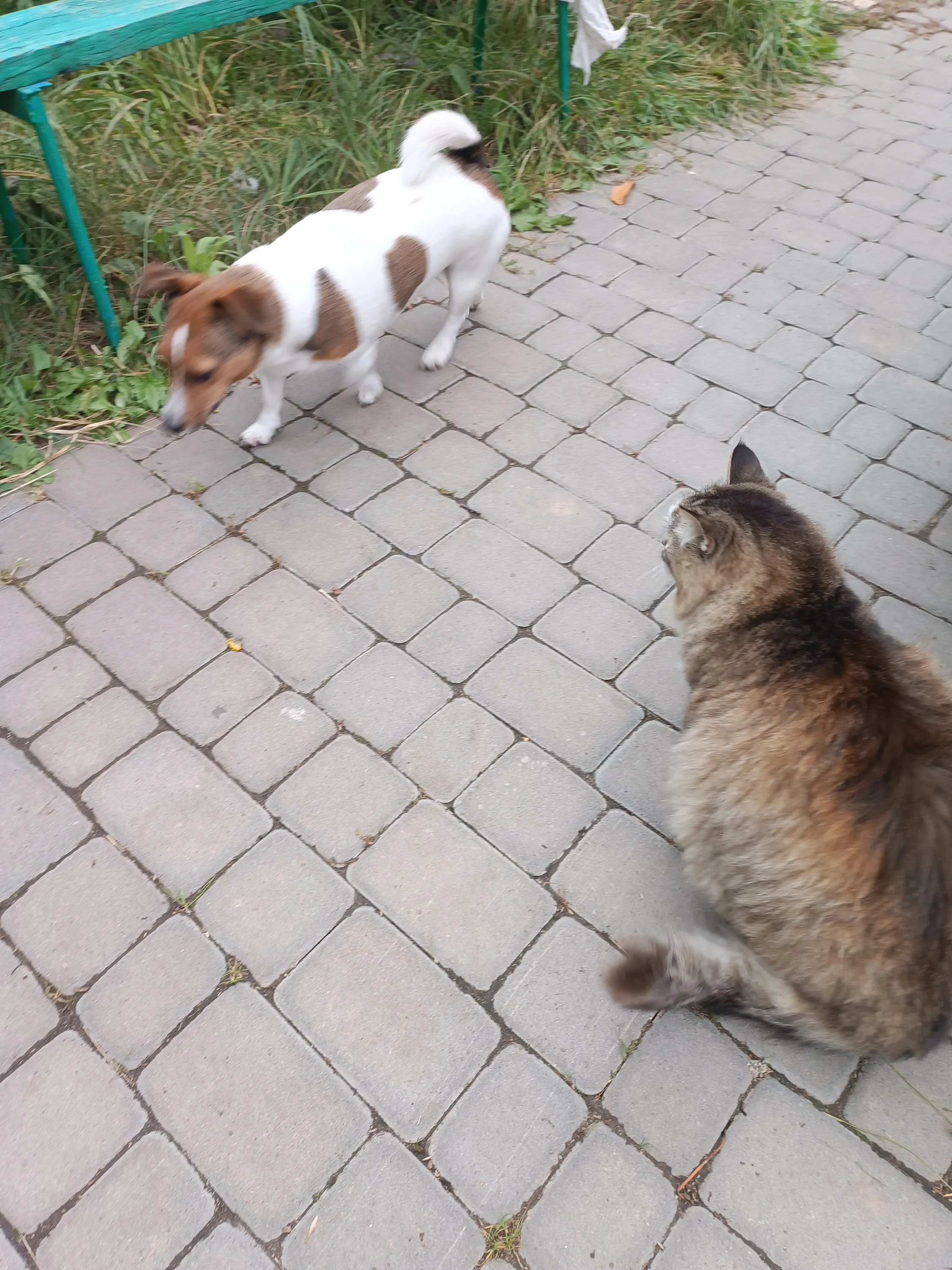 1000002242.webp