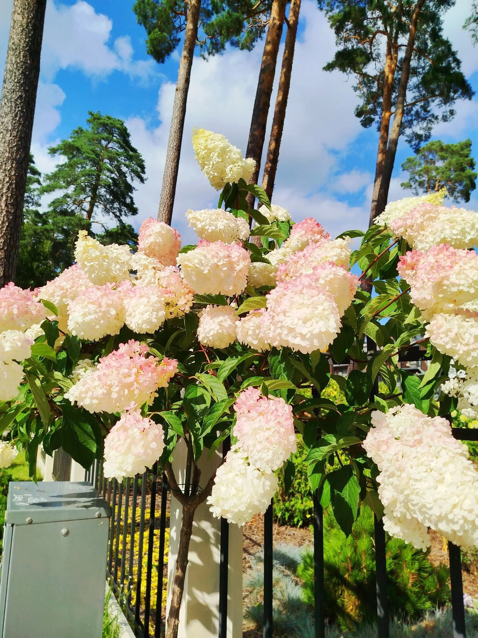 1000006552.webp