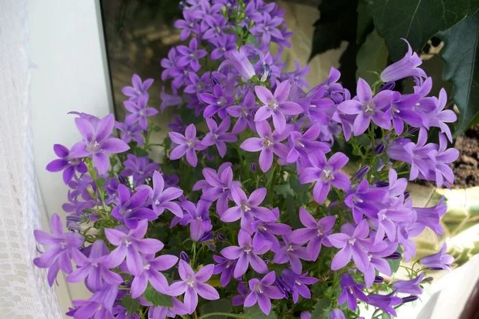 100_0577ff.webp