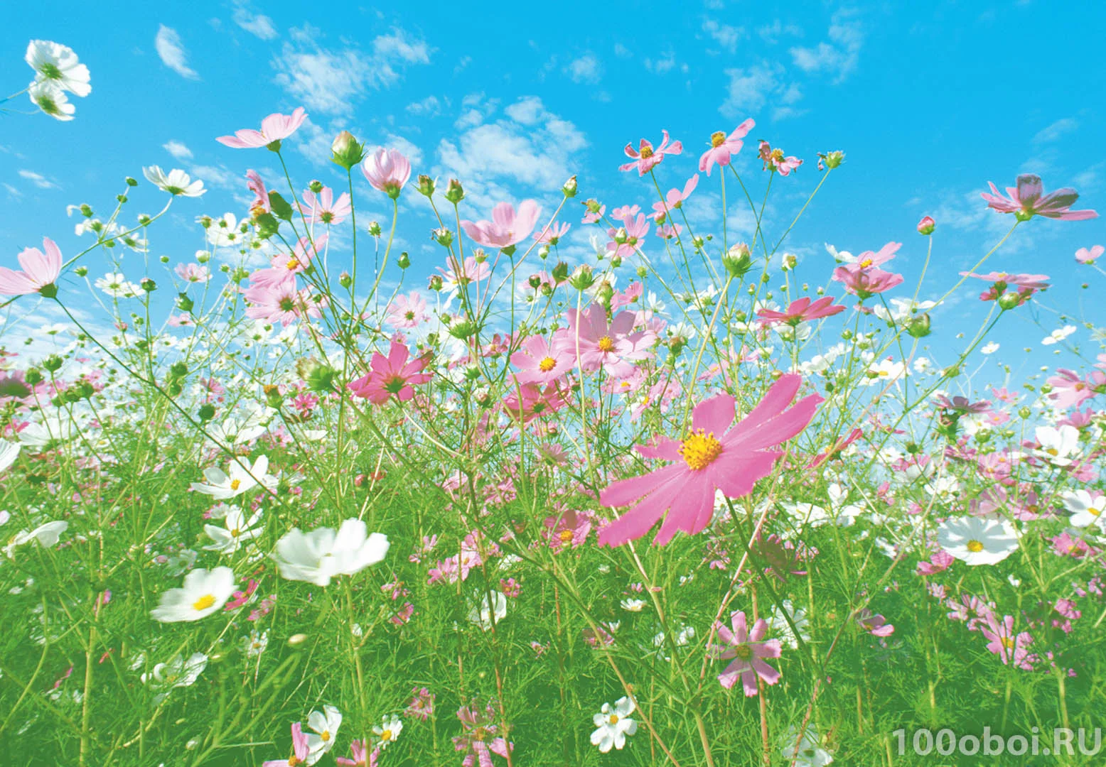 100oboi_ru_wg_00281_flower_meadow.webp