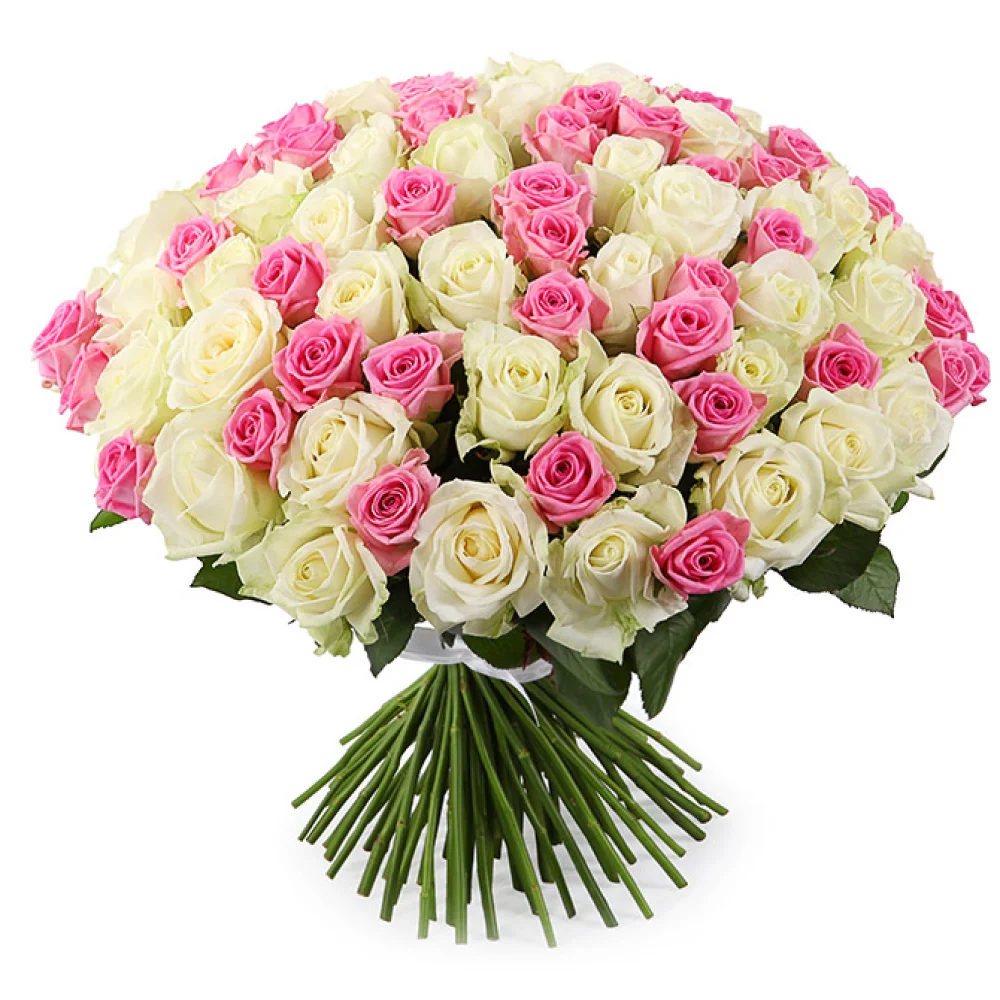 101-beloy-i-rozovoy-rozi.webp
