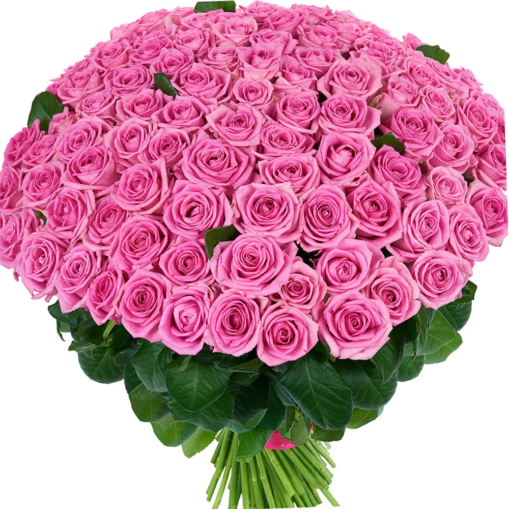 101pinkrose.webp