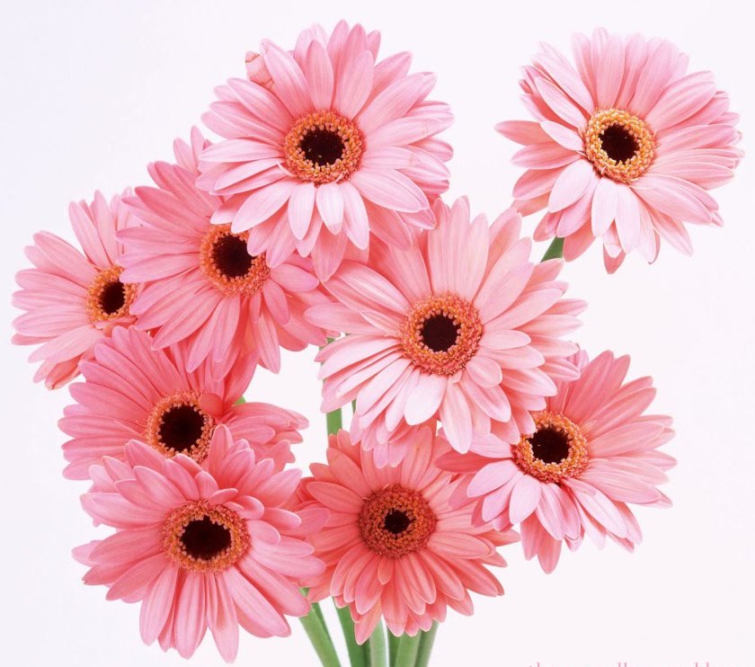 1024_pink_flowers_wallpaper copy.jpg