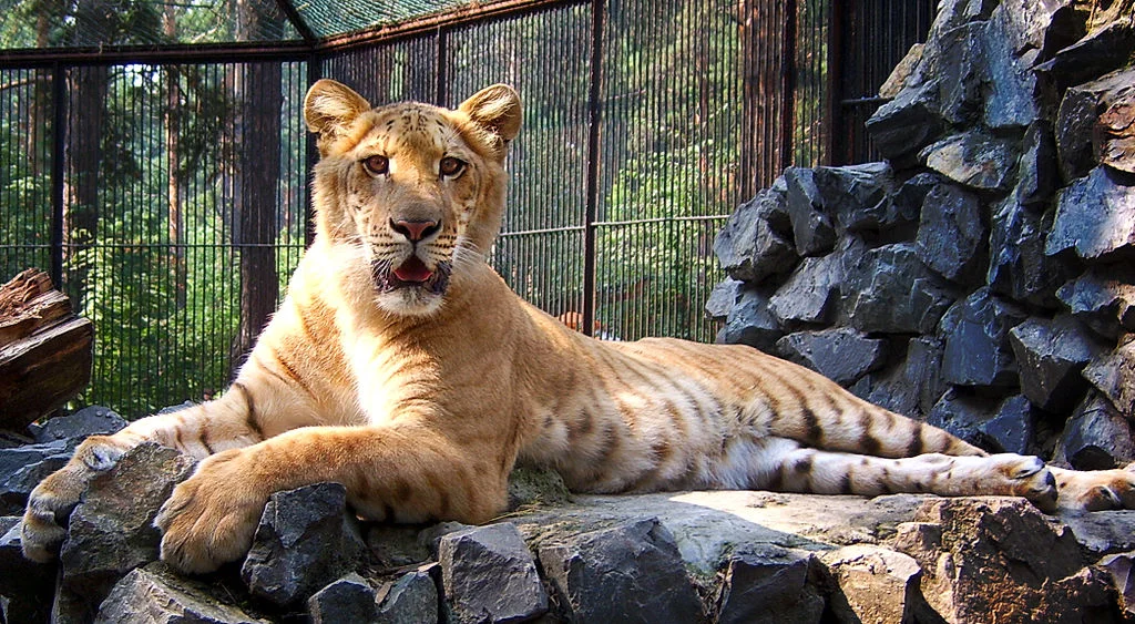 1024px-NSK-ZOO-liger.webp