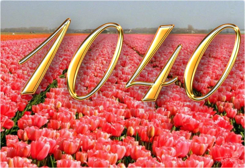 1040 на туюльпанах.webp