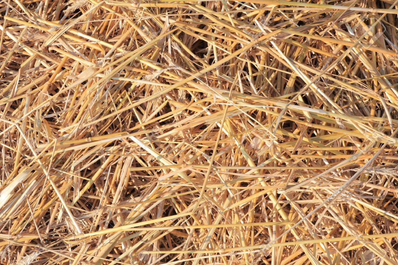 10452980-dry-straw-texture-useful-for-backgrounds-Stock-Photo.jpg