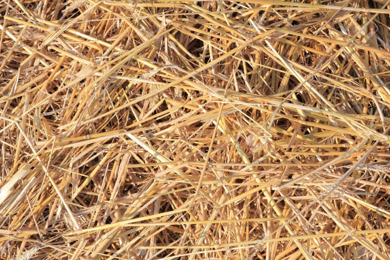 10452980-dry-straw-texture-useful-for-backgrounds-Stock-Photo.webp