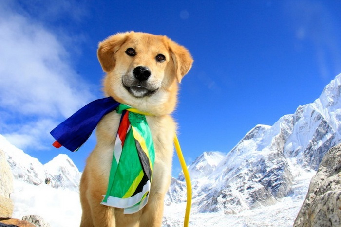 107528780_large_dogmounteverest6.jpg