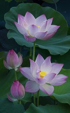 107cafb030aef6eb9382e0b258379546--lotus.webp