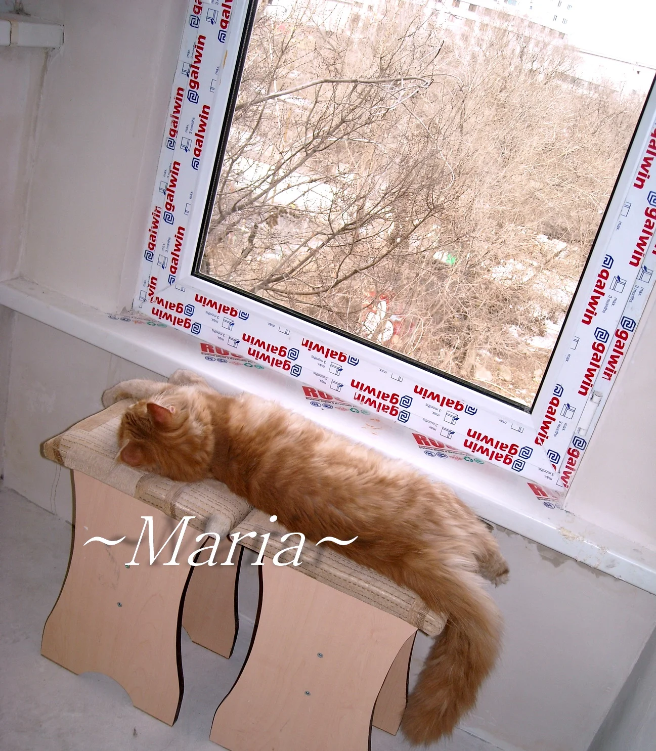 108 Сон у нового окна.У мей кунов очень длинные хвосты)).webp