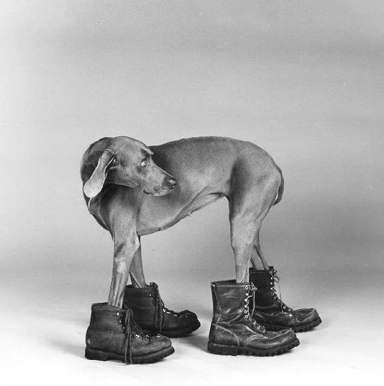 10_03_2009_0904386001236709891_william_wegman.webp