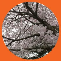 110.webp