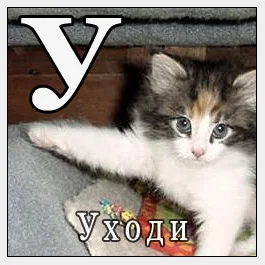11079.webp