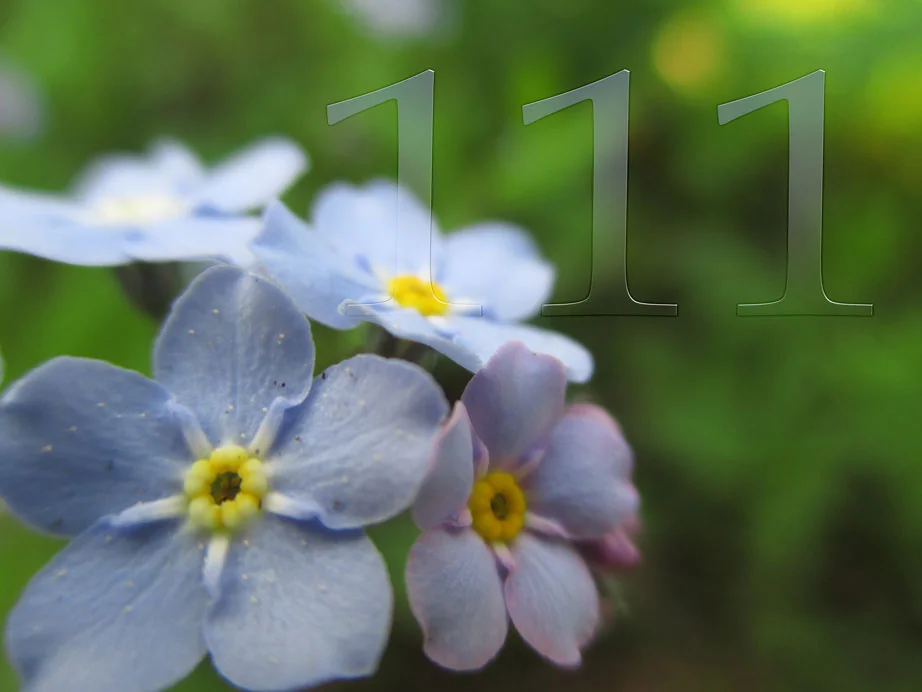111.webp