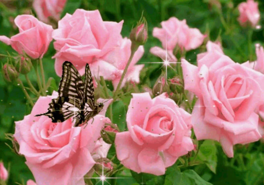 1110.webp
