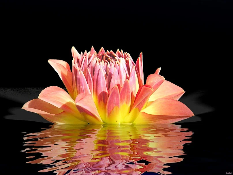 1116282__water-lily-reflection_p.webp