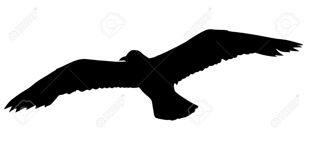 11611282-Illustration-in-style-of-black-silhouette-of-seagull-Stock-Photo.jpg