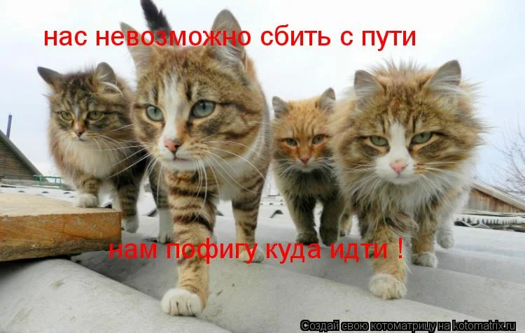 1168055.webp