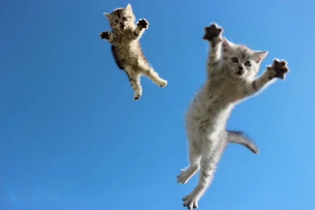 11779560-R3L8T8D-650-funny-jumping-cats-103__880.webp
