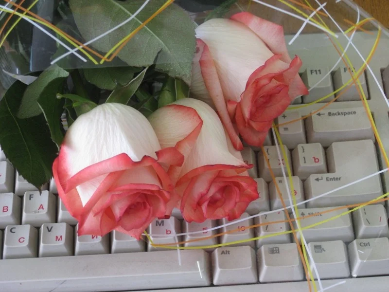 11872772.webp