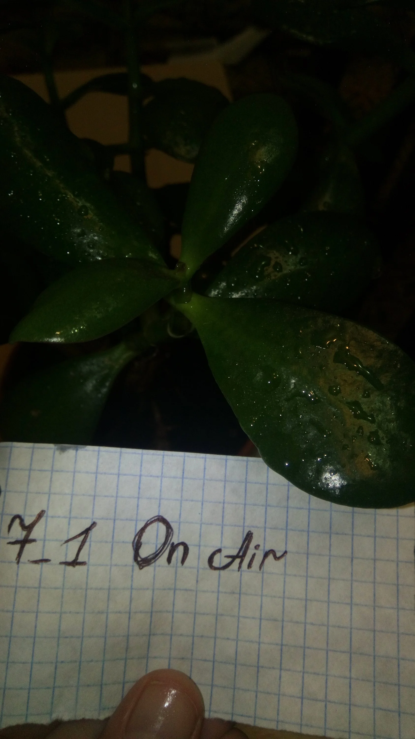 12 кАПЛИ ВОДЫ.webp