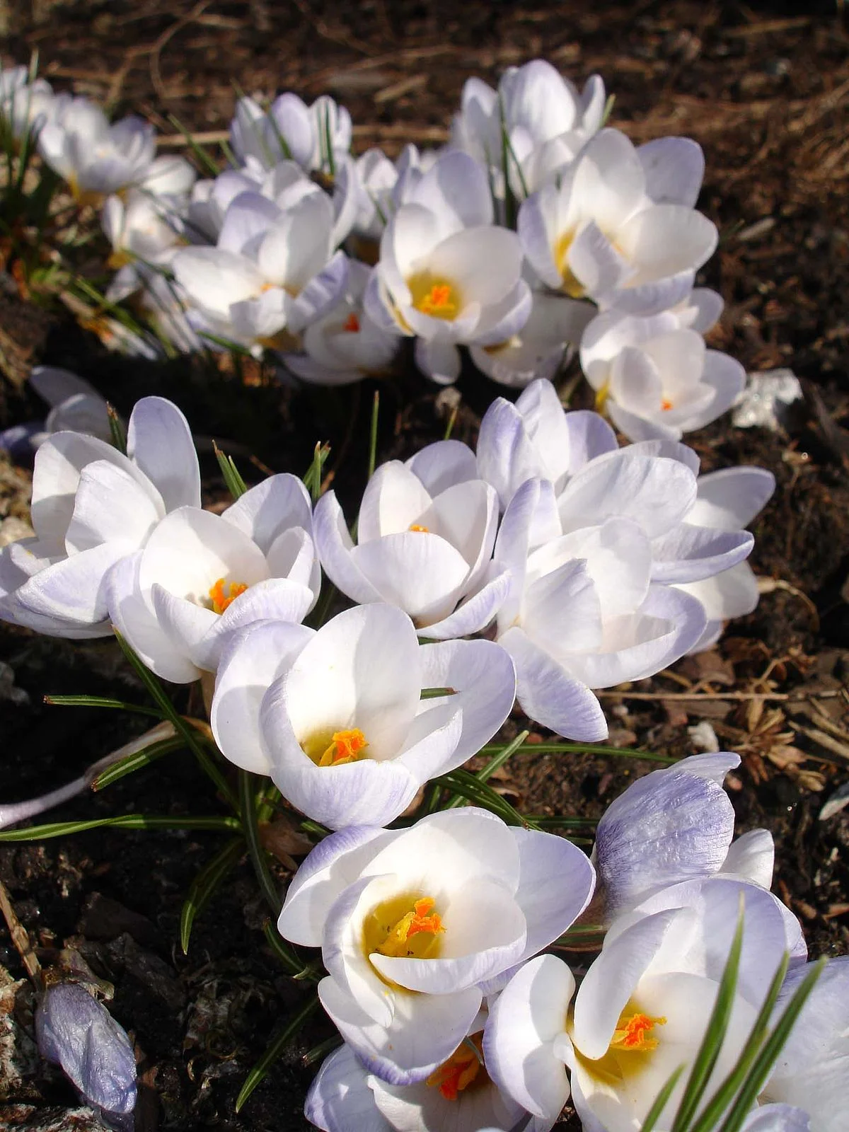 1200px-Crocus_biflorus_Prins_Claus1UME.webp