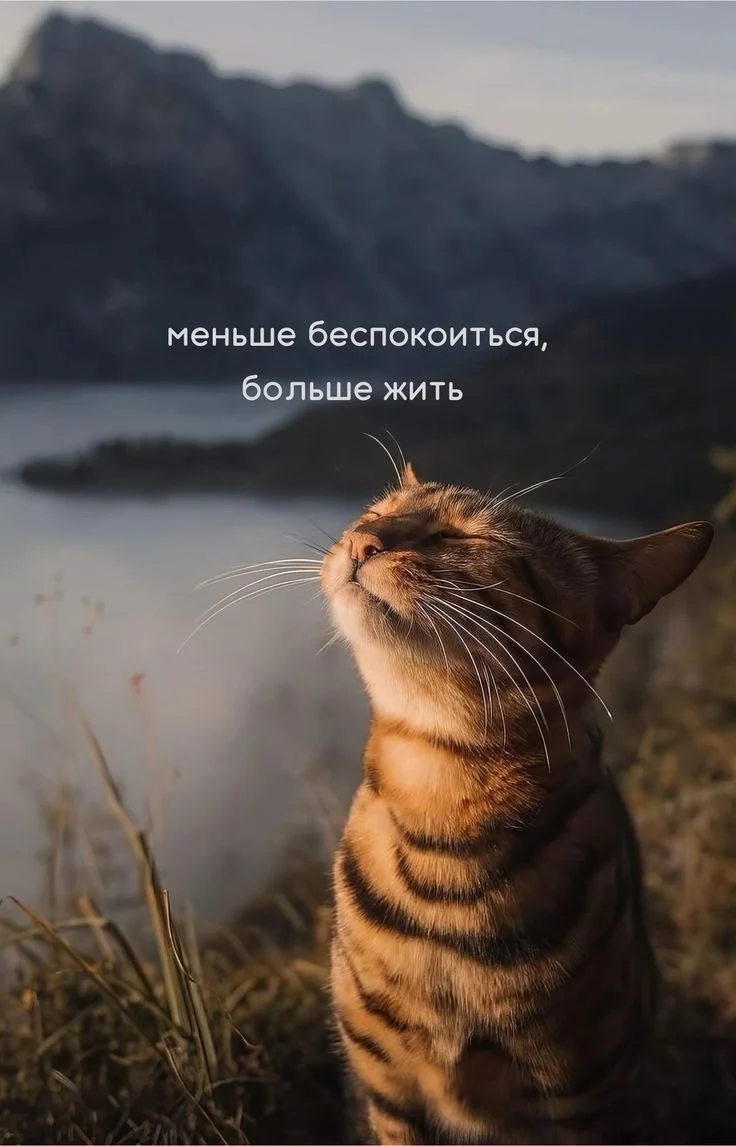 120687a77dd6ed7b7626a9ee23941ca2.webp